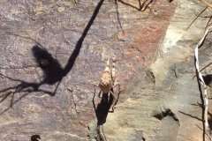 0943 grasshopper