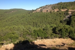 0962 trees