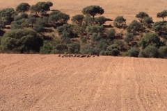 1016 vultures