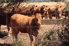 1018 cows