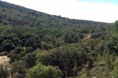1023 trees
