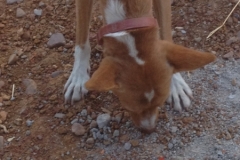 1088 dog