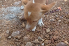 1090 dog