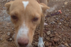 1091 dog