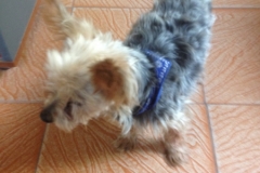 1103 dog