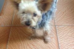 1104 dog