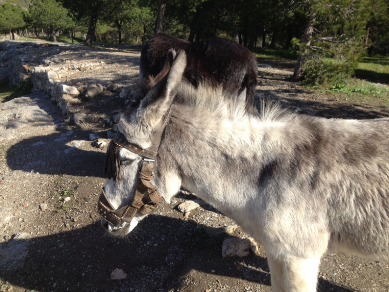 4363 24-12 donkeys