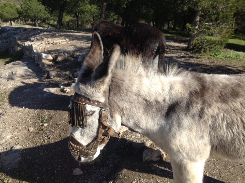 4364 24-12 donkeys