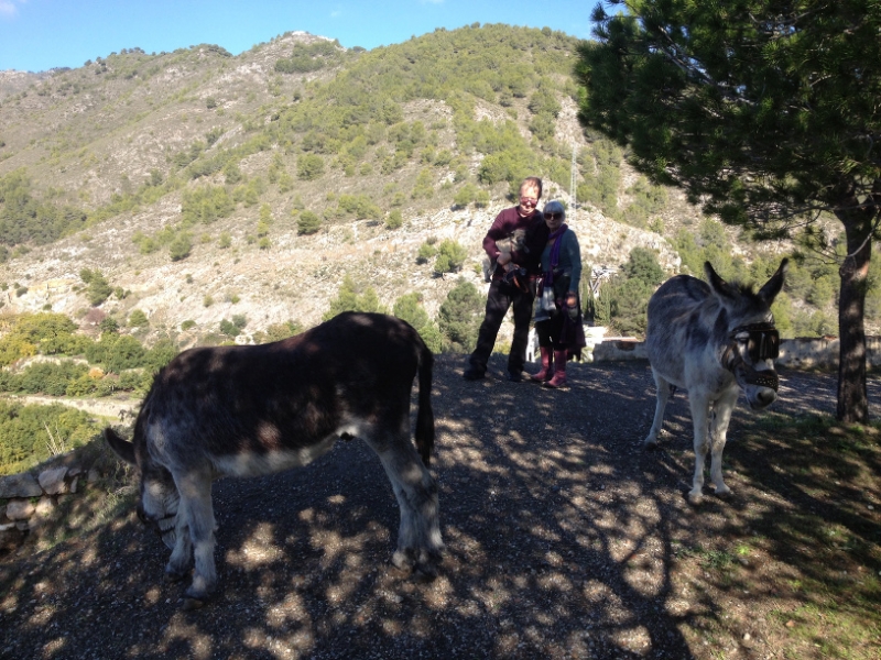 4368 24-12 Vernon Nola and Bailey with donkeys