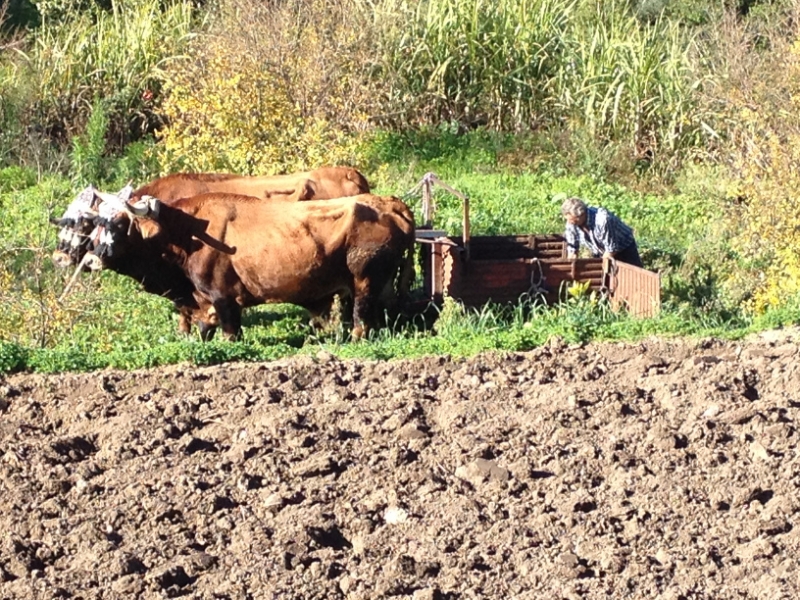 4416 26-12 Farming
