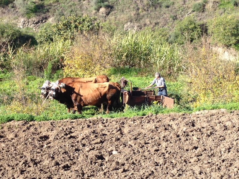 4417 26-12 Farming