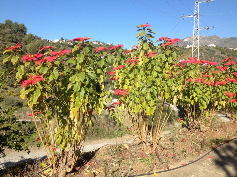 4499 5-1 flowers