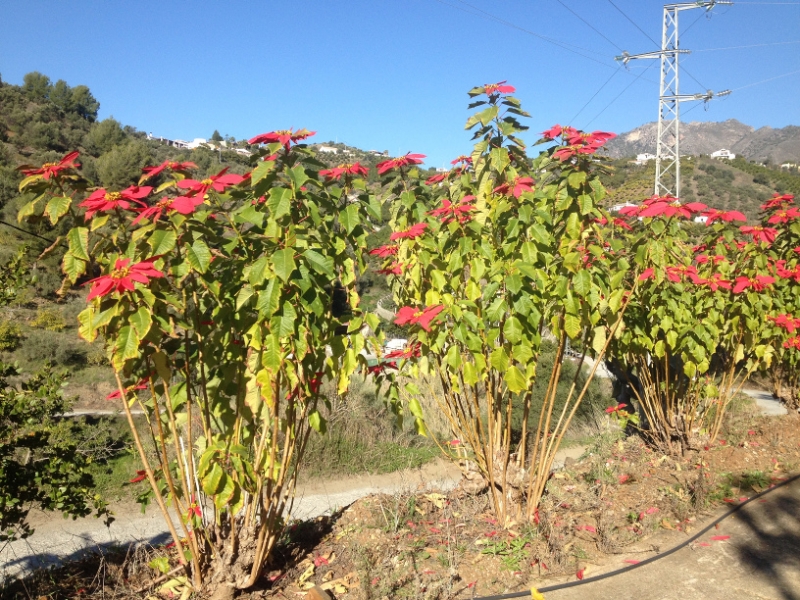4500 5-1 flowers