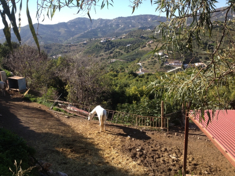 4503 5-1 white horse and view