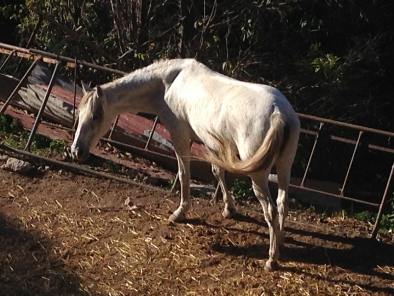 4504 5-1 white horse