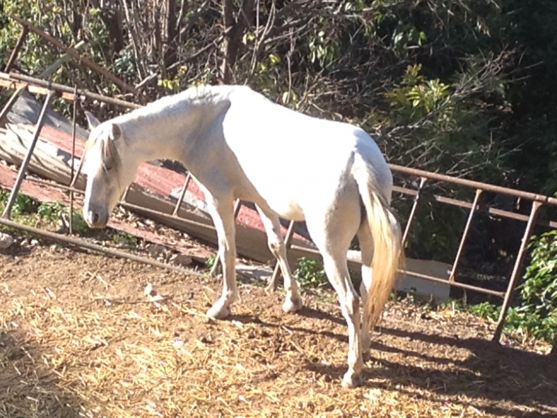 4505 5-1 white horse