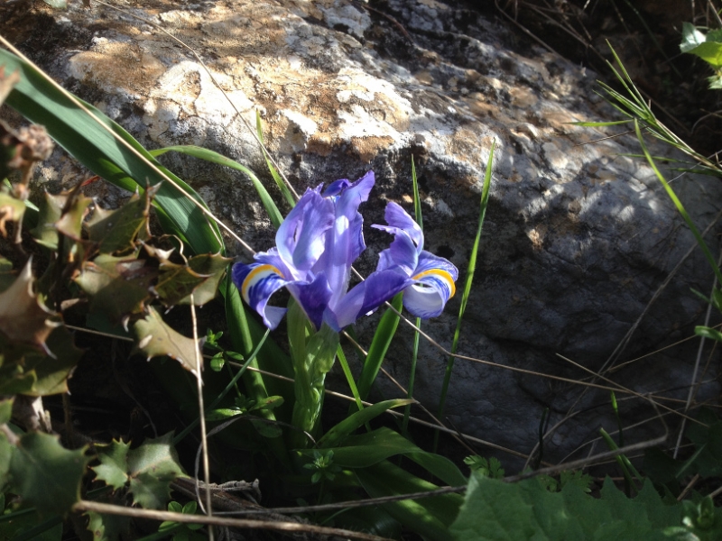 4616 10-1 wild iris