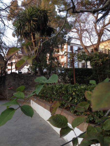 4683 10-1 trees Rondo