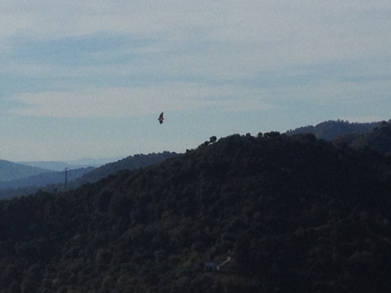 4737 11-1 bird?