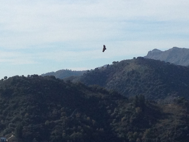 4738 11-1 bird?