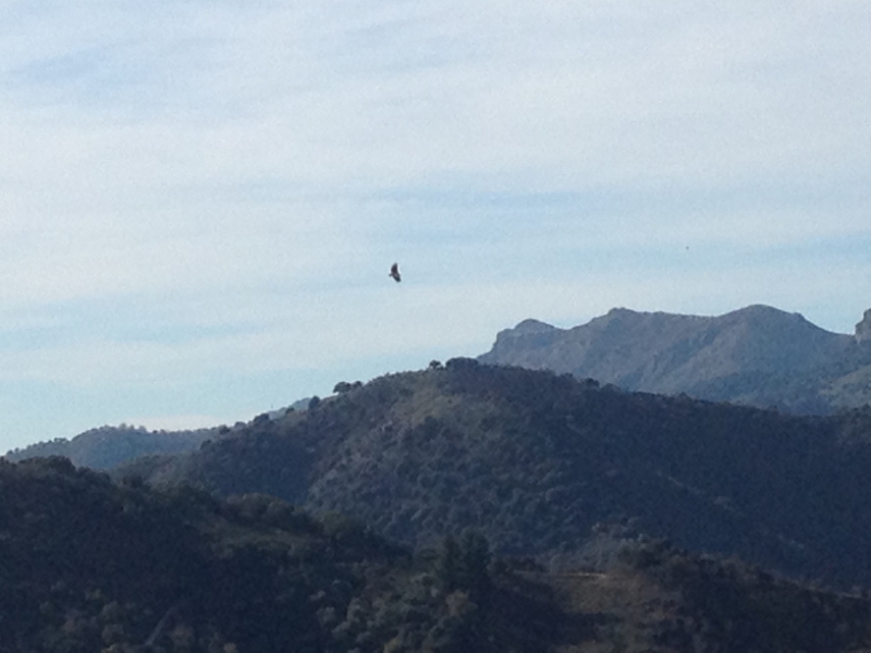4739 11-1 bird?
