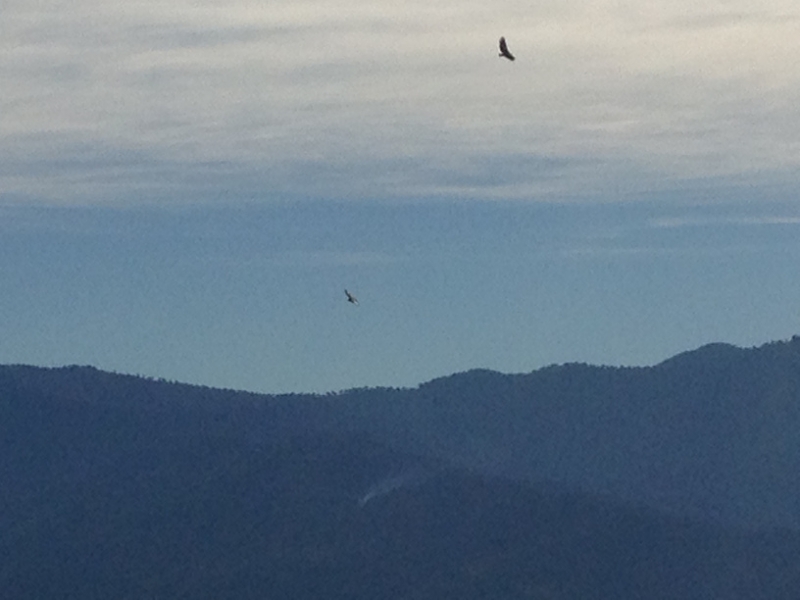 4741 11-1 bird?