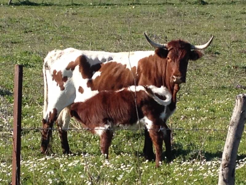 4796 11-1 Cow and calf