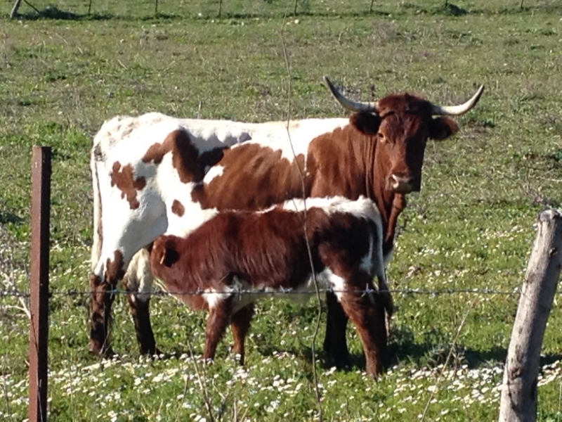 4797 11-1 Cow and calf