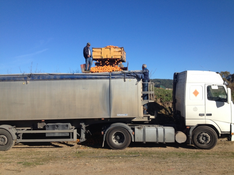 4802 11-1 orange harvest
