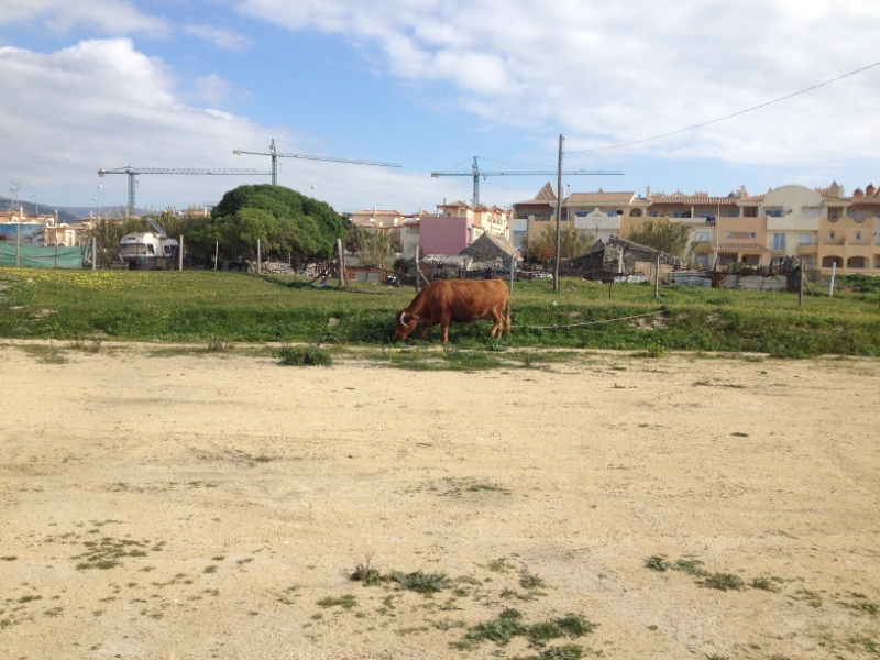 4838 14-1 cow