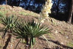 4275 20-12 Flower