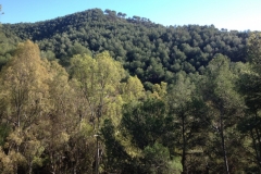 4278 20-12 Trees