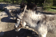 4363 24-12 donkeys