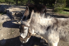4364 24-12 donkeys