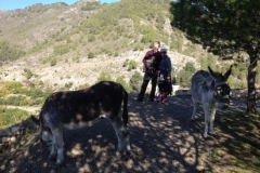 4368 24-12 Vernon Nola and Bailey with donkeys