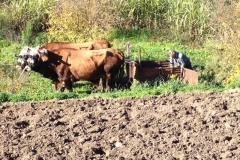 4416 26-12 Farming