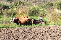 4417 26-12 Farming