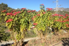 4499 5-1 flowers