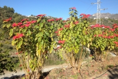 4500 5-1 flowers