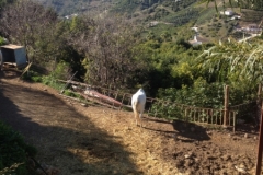 4502 5-1 white horse and view