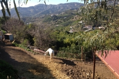 4503 5-1 white horse and view
