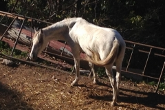 4504 5-1 white horse