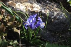 4616 10-1 wild iris