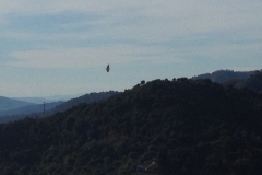 4737 11-1 bird?