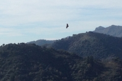 4738 11-1 bird?