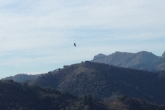 4739 11-1 bird?