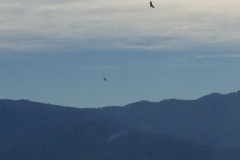 4741 11-1 bird?
