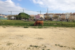 4838 14-1 cow