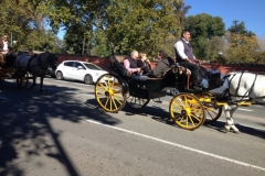 2571 6-11 horse carriage