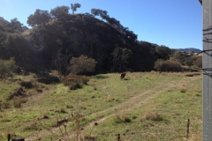 2766 8-11 view with cattle